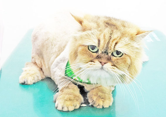 森山しらすちゃん