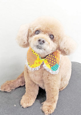 園田ぽちゃちゃん