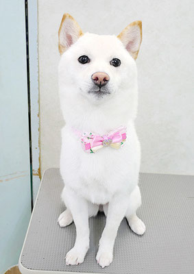 登おもちちゃん