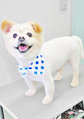 中園もかちゃん