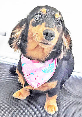 馬ラッキーちゃん