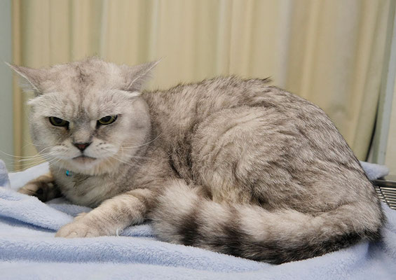 一本桜レオちゃん(カット前)