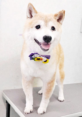 中森ラフちゃん