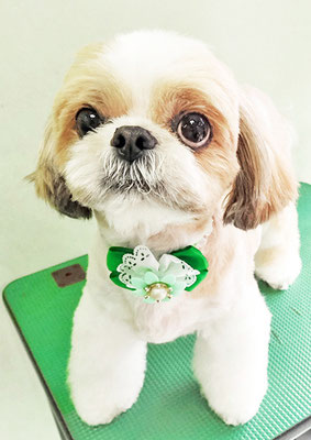 有留コロちゃん