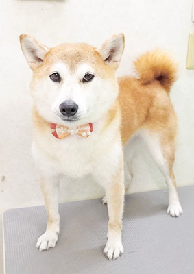 川﨑すももちゃん