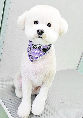 山小田アンディちゃん