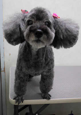 本渡プリンちゃん