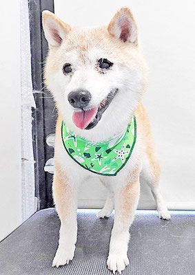 中森ラフちゃん