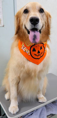 菊川チェリーちゃん