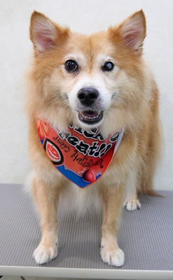 菊池ゴンちゃん