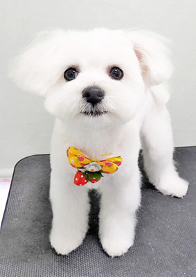 鮫島うるちゃん