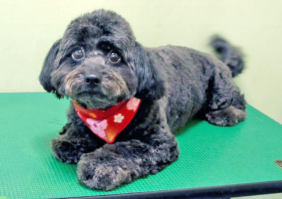 菅原クーちゃん