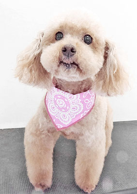 福田ダイアリーちゃん