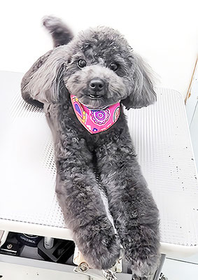 石田おはぎちゃん