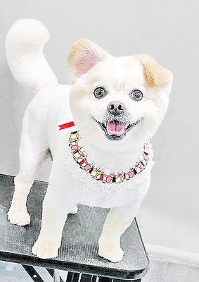 中園モカちゃん