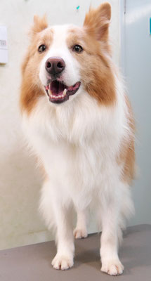 森本アンズちゃん