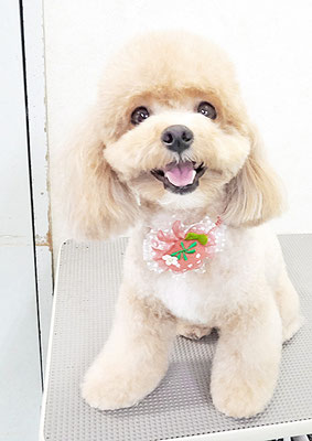 丸山小琴ちゃん