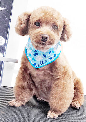 新屋敷コウちゃん