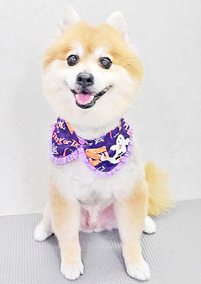 皆元シュワちゃん