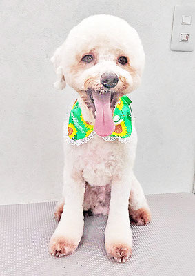 石元ぽちゃちゃん