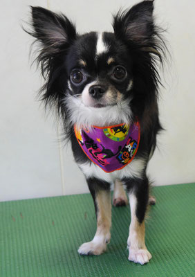 平山モコちゃん