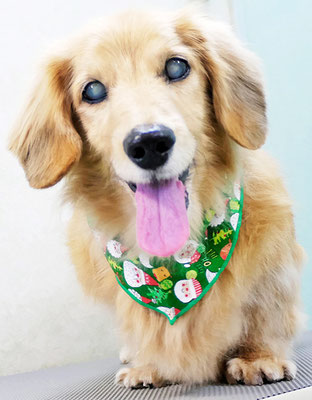 湯田ハヤテちゃん