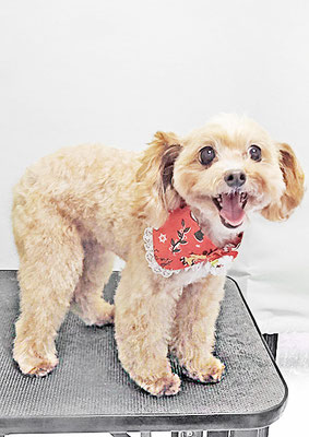 清正メイちゃん