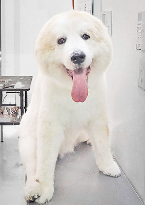 田代メイちゃん