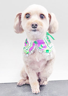 前原クッキーちゃん