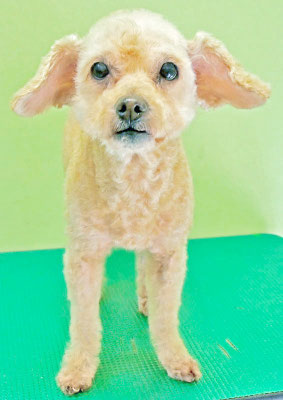 川原モップちゃん