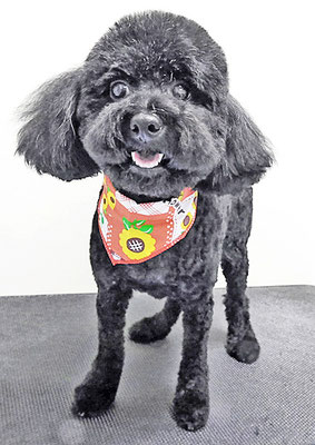 米澤ニコちゃん