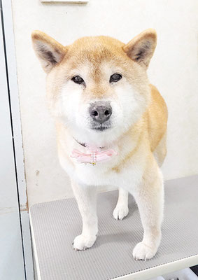 瀧川カルちゃん