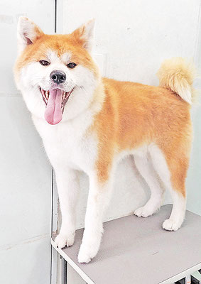 姶良カイちゃん