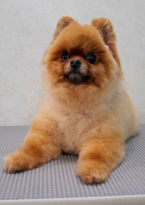 福留テンちゃん