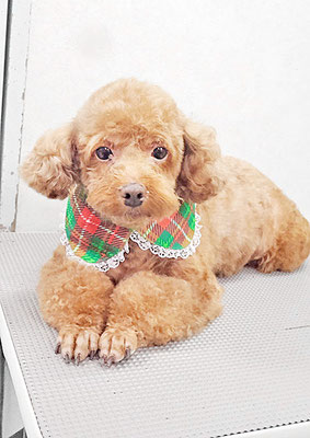 新屋敷コウちゃん