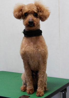 前田ソルファちゃん