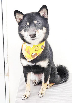 登あんこちゃん