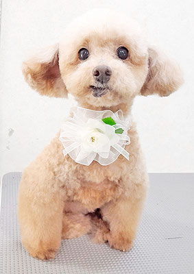 福田ダイアリーちゃん