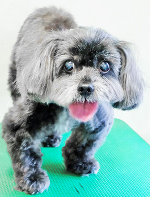 八郷ベンちゃん