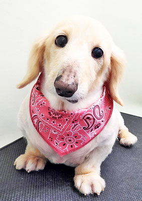 鳥越ハッピーちゃん