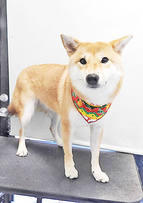 玖須ルビーちゃん