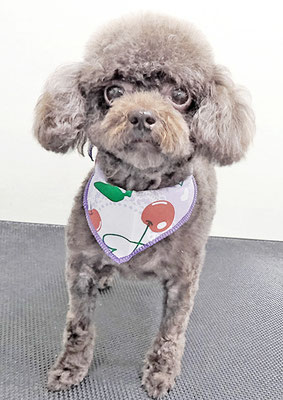 長野ココちゃん