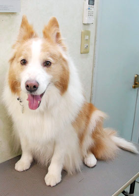 森本アンズちゃん