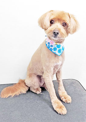 粟コロスケちゃん