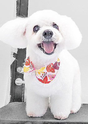 吉本ラピスちゃん