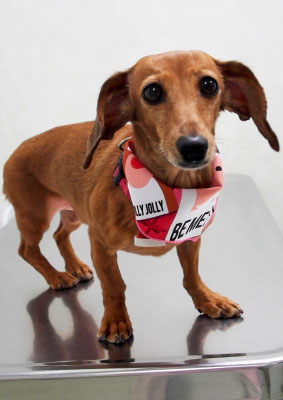 別府モモちゃん