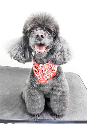 竹崎ルフィちゃん