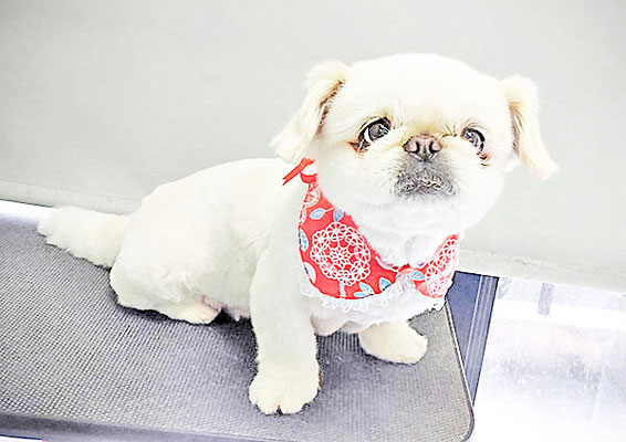 本多かずはちゃん