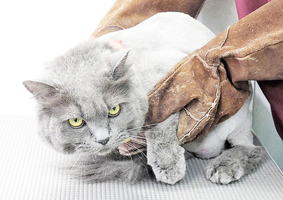 竹部うめちゃん