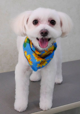 中山マルちゃん